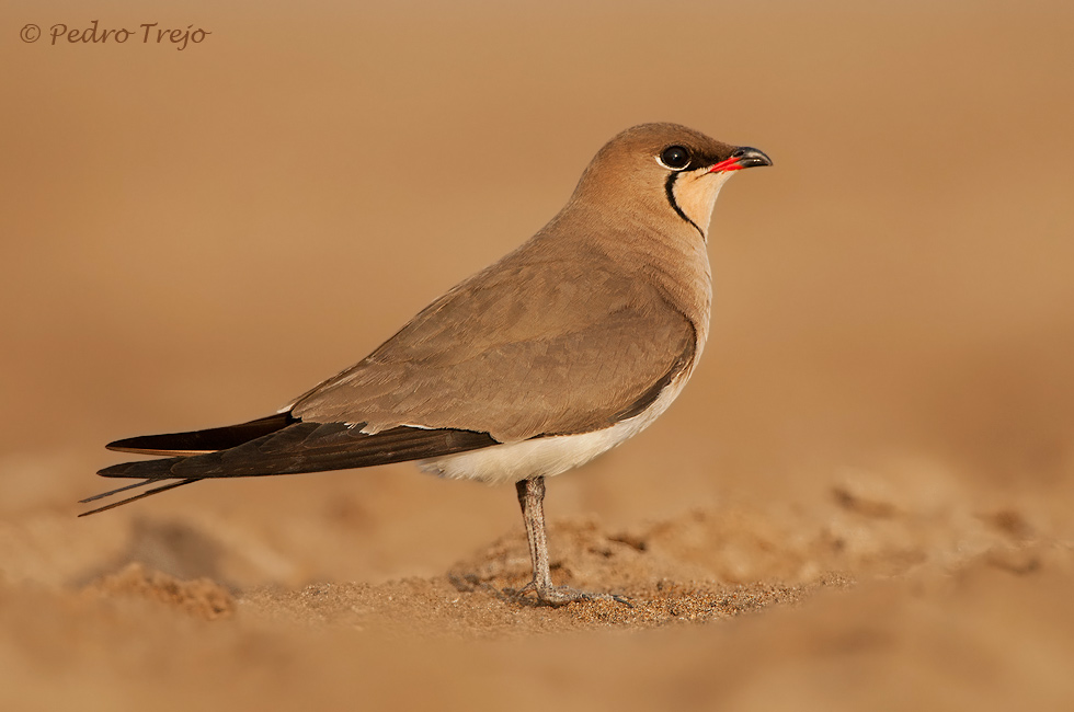 Canastera (Glareola pratincola)